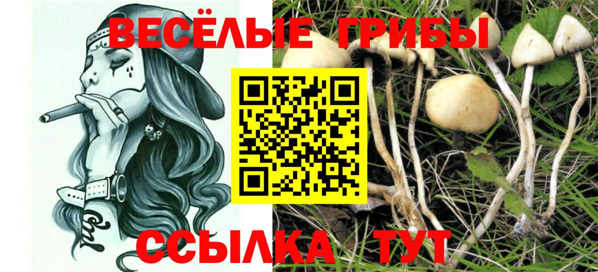 Галлюциногенные грибы Psilocybe Усть-Джегута